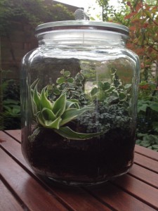 Tuin in een grote weckpot
